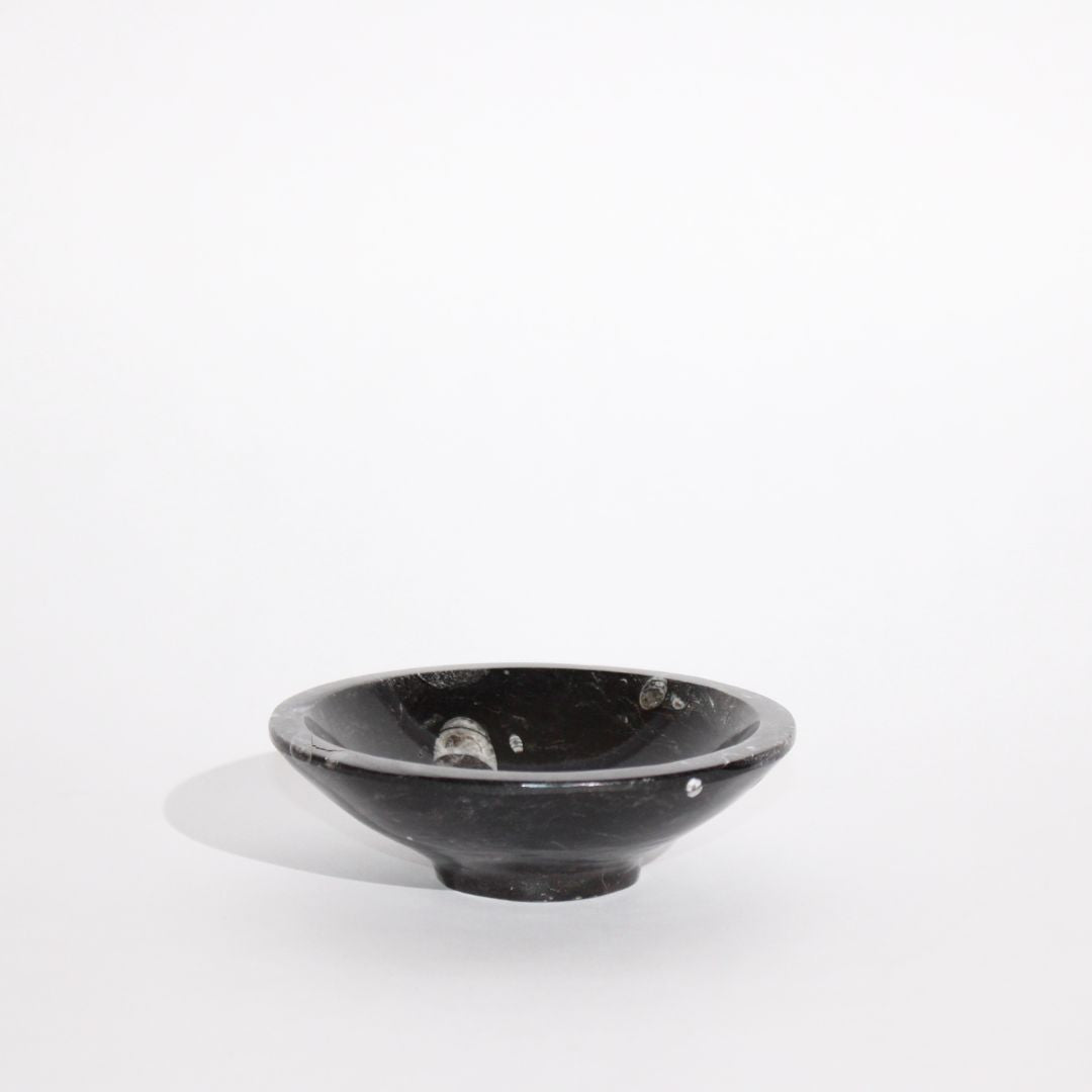 Orthoceras Fossil Bowl